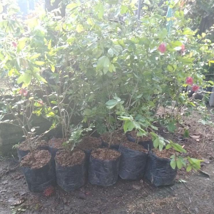 {PNN.18Oc22ᴵ} bibit tanaman bunga kaliandra/lusiana besar