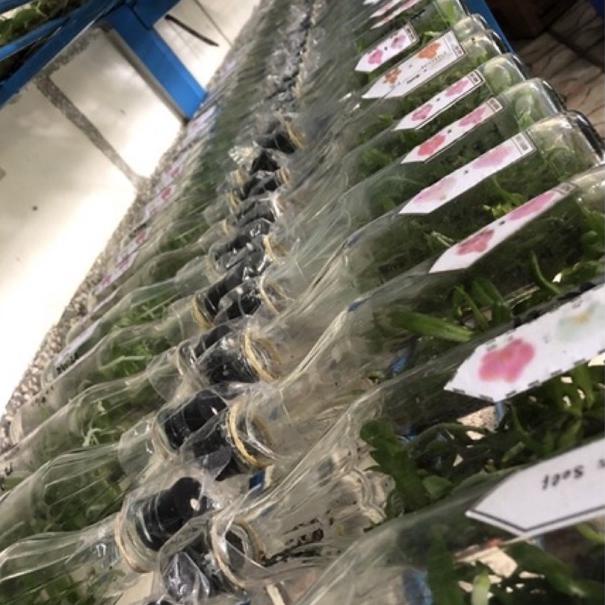 Benih anggrek bulan botol | anggrek bulan botolan | anggrek dendro | anggrek vanda | anggrek catleya