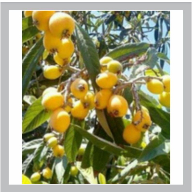 bibit buah leci biwa/leci kuning