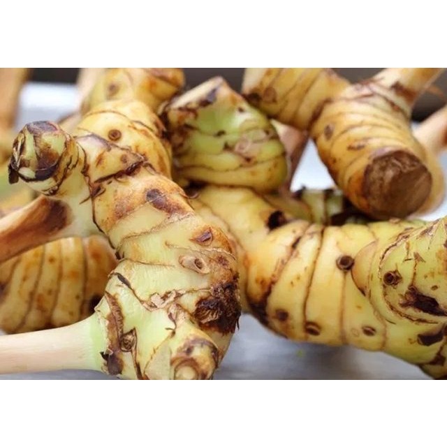 

LENGKUAS SEGAR MAMA FITRI 1KG LENGKUAS LAOS ORGANIK MAMA FITRI