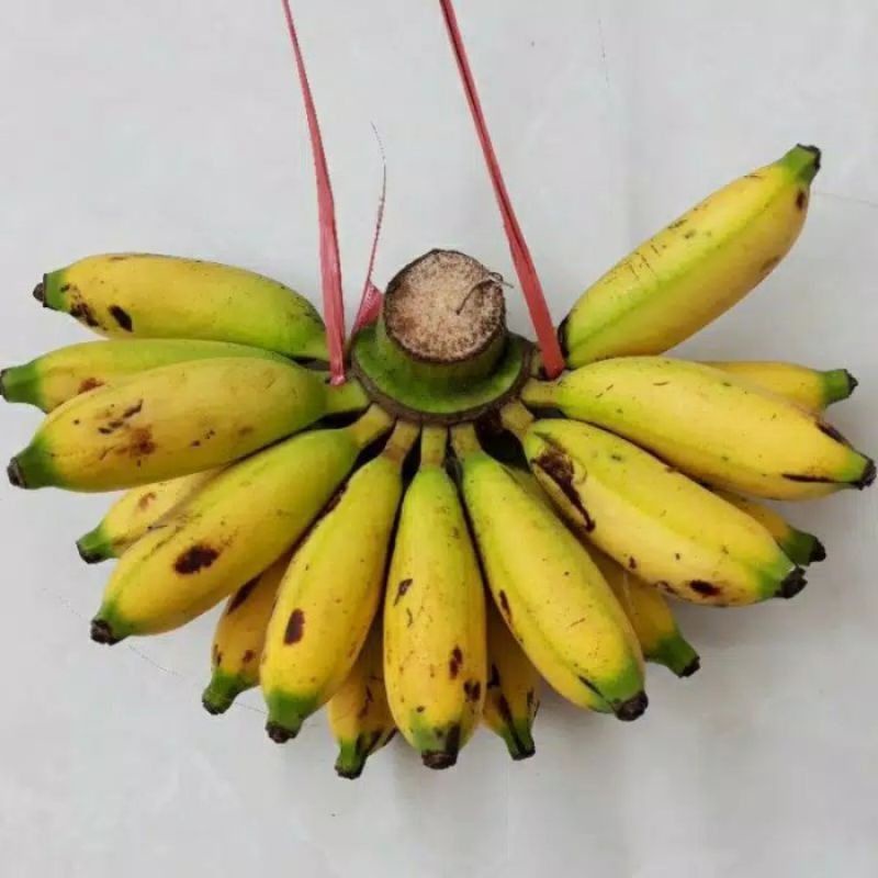 

Pisang Lampung