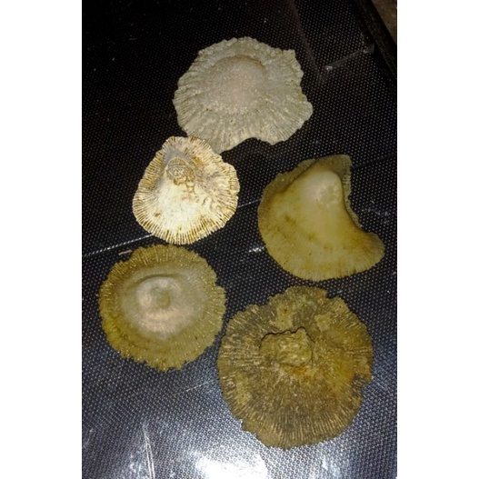 batu jamur/fosil jamur/jamur yg sudah menjadi batu jutaan tahun yg lalu