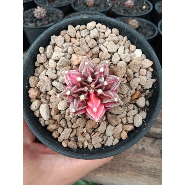 Kaktus gymnocalycium Starfire size 3 cm