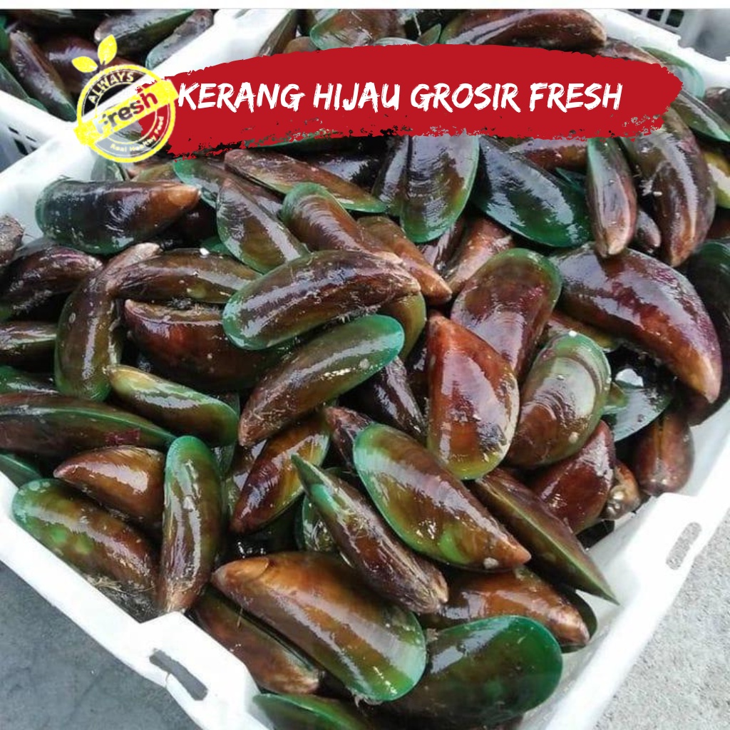 

Kerang Hijau ijo Segar Fresh Grosir Murah