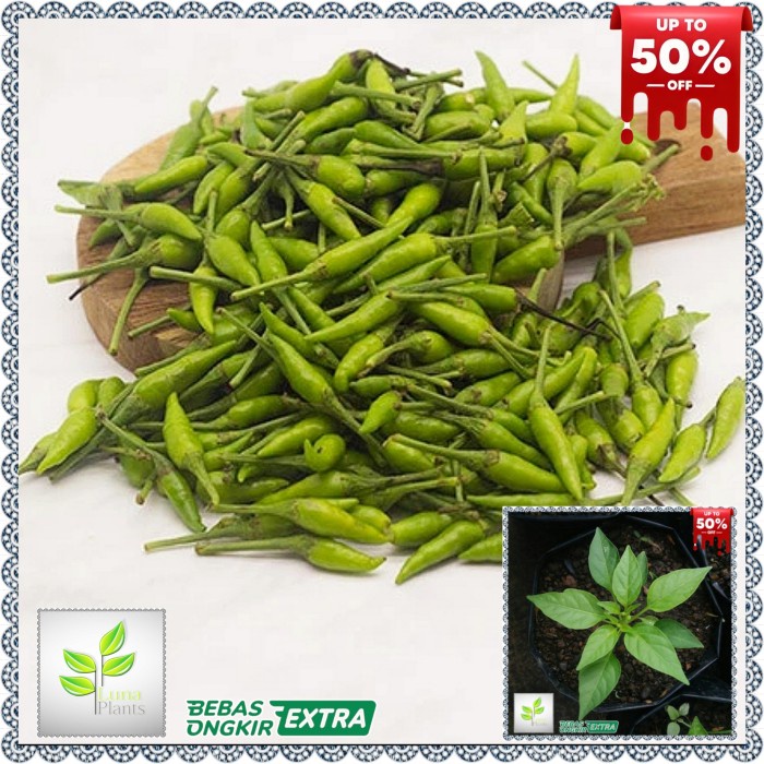 bibit tanaman cabai rawit hijau - bibit cabe rawit hijau