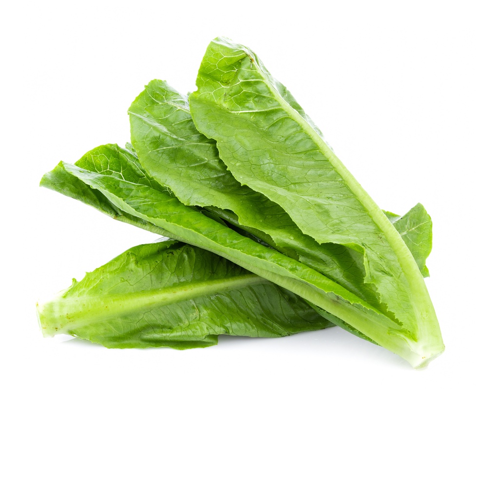 Siomak Hidroponik Fresh