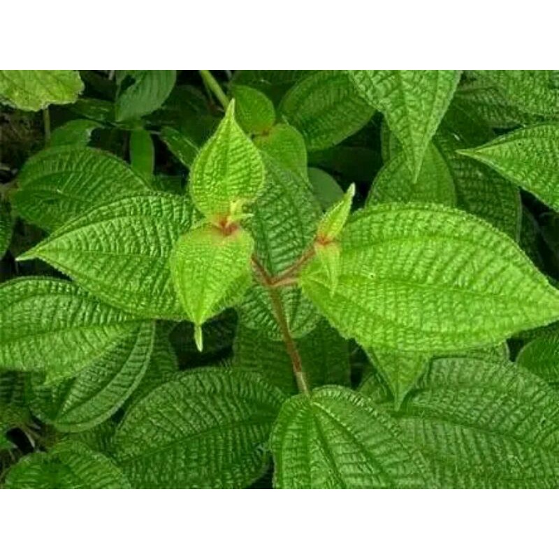 

harendong bulu obat bisulan,diare,sariawan,keputihan