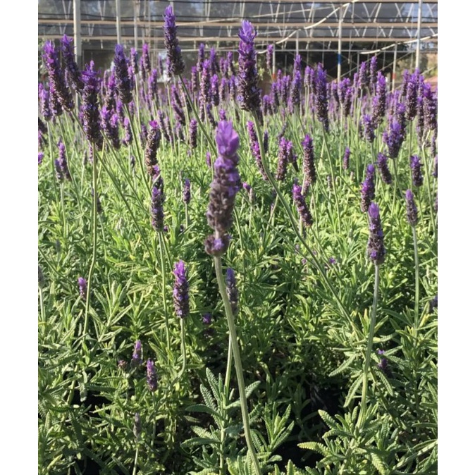 Tanaman lavender Prancis import asli / lavandula dentata / France lavender