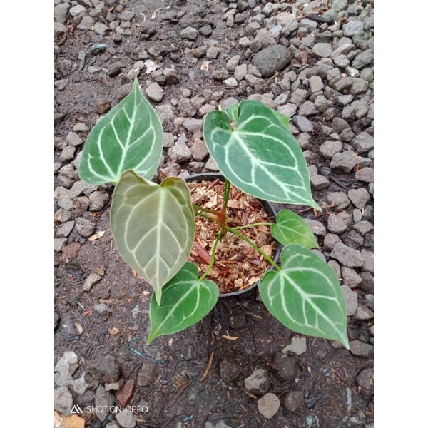 anthurium magnifikum x regale