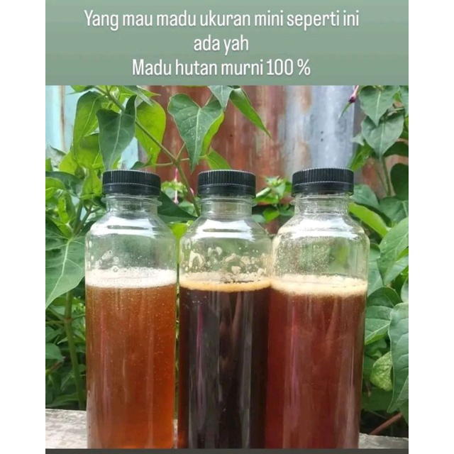 

madu hutan murni mini 1/4