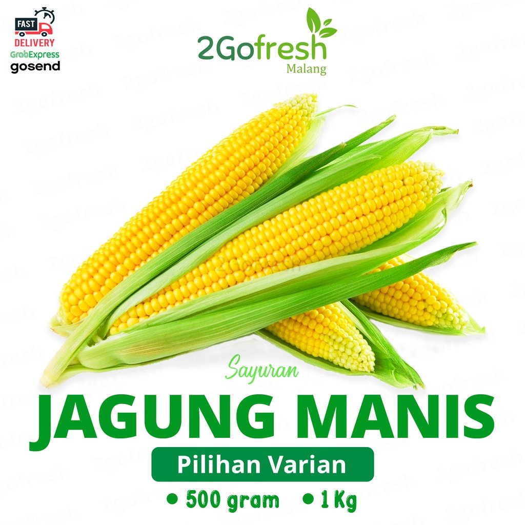 

Jagung Manis/ Sweet Corn Fresh - Sayur Sayuran