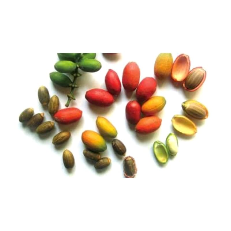 

SayurJM Buah Melinjo 250gr / 500gr / Sayur Segar / Sayuran Segar