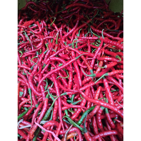 

cabe merah keriting 250gram