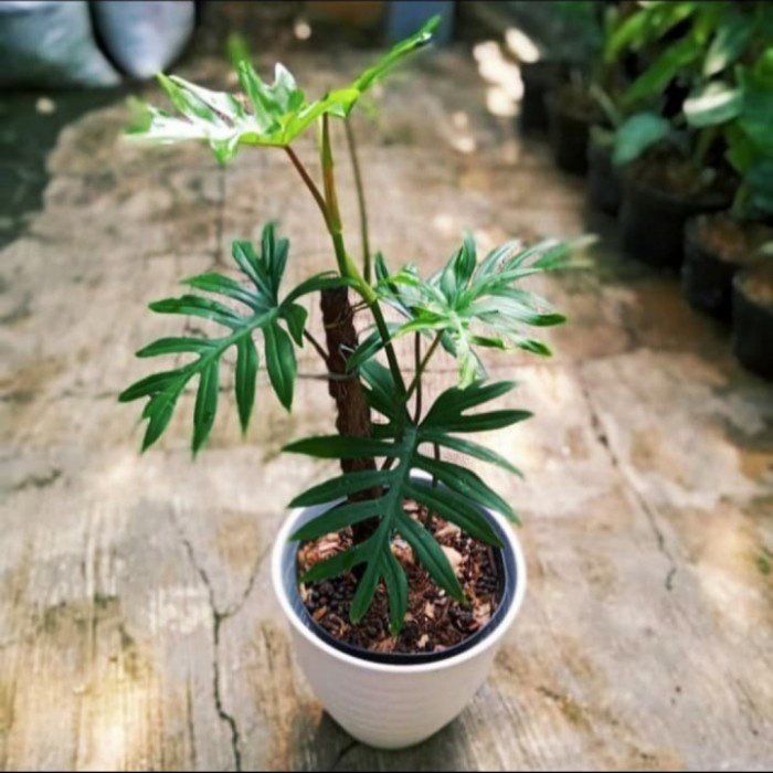 Philodendron Mayoi / Philo Mayoi - Tanaman Hias Philodendron