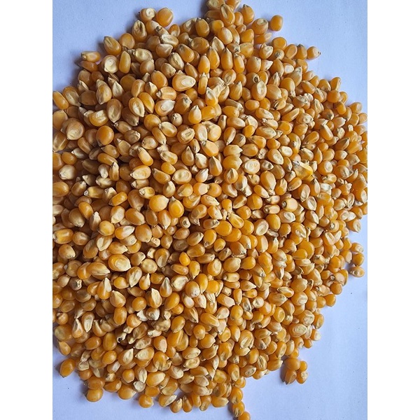 Jagung popcorn 200gr Kwalitas BAGUS