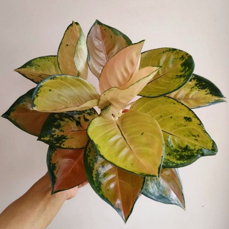 Aglonema Sultan Brunei Tanaman Hias Bunga Aglaonema Murah Merah BUKAN bonggol bibit - tanaman hias h