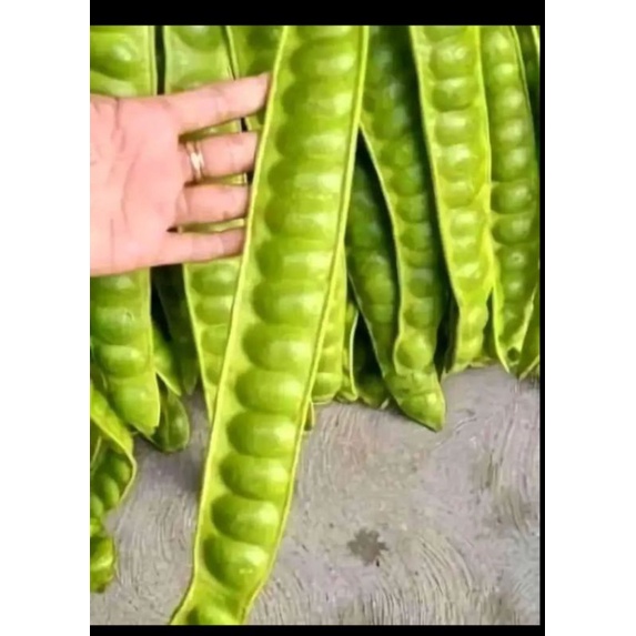 

Pete Segar Jumbo 1 ikat isi (5 papan/lonjong)