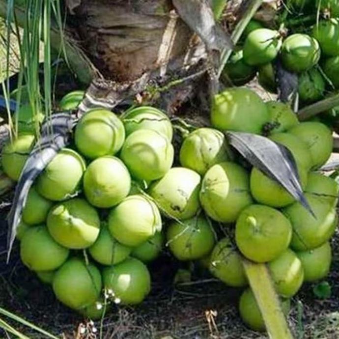 Bibit Kelapa Entog - Kelapa Entok - Kelapa Hijau Besar Super Genjah