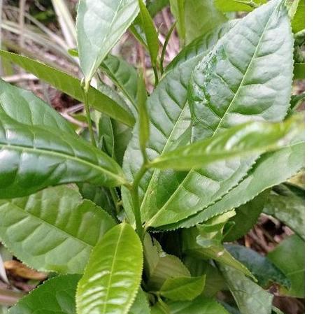 

Pasti murah Daun teh segar 500 gram petik langsung order 04