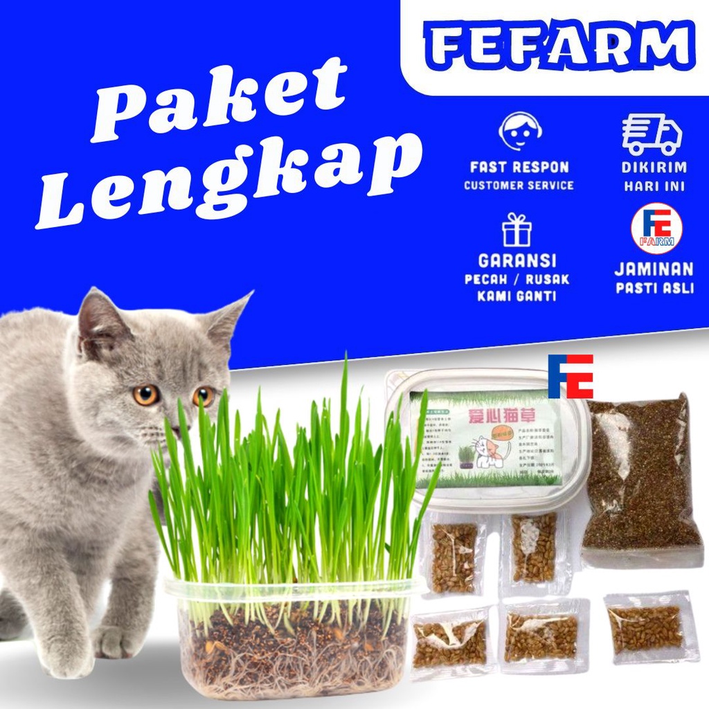 PAKET MENANAM RUMPUT GANDUM WHEAT GRASS CATGRASS BIJI BENIH BIBIT RUMPUT KUCING FEFARM