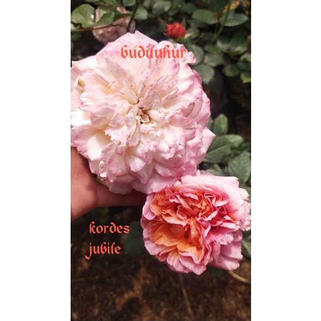 tanaman mawar import isi 8 pohon