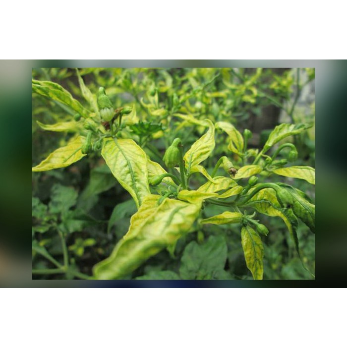 $Baru# Pestisida Untuk Cabe Alami, Pestisida Untuk Cabe Daun Keriting %m: