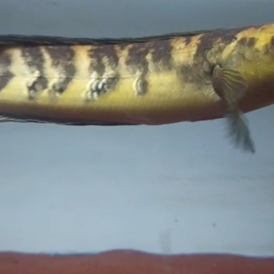 channa Yellow Sentarum 30cm Bunga