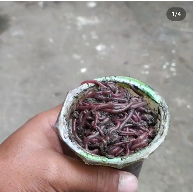 cacing tanah anc pakan cana