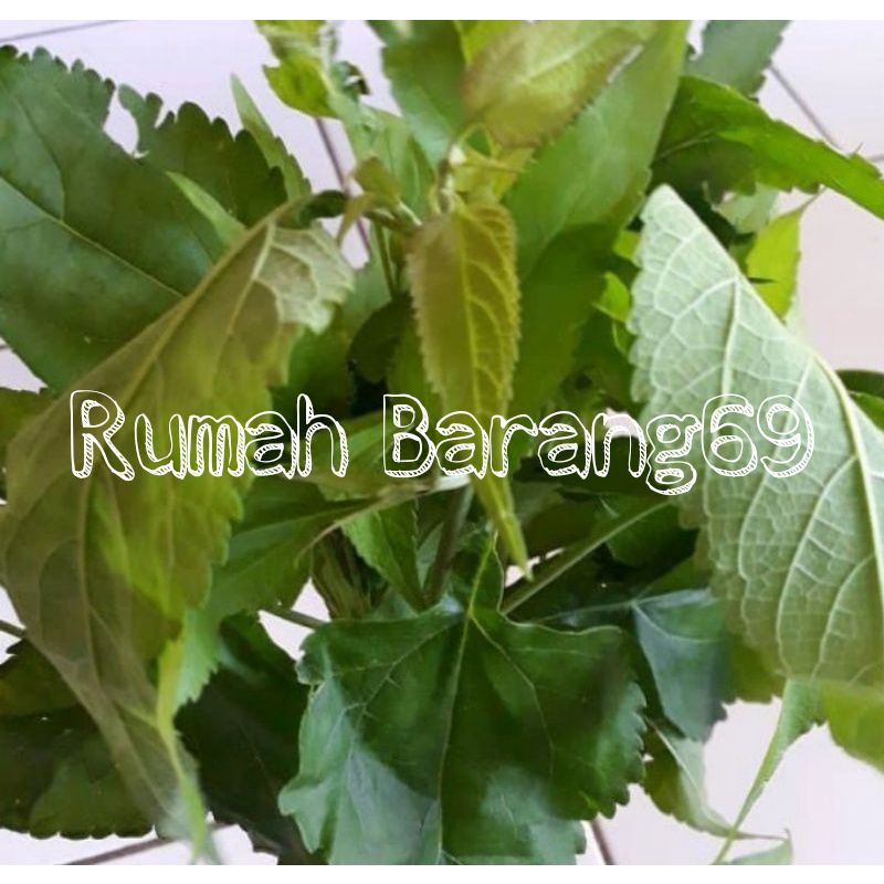 

Daun meringgo atau kirinyuh segar 1kg murah