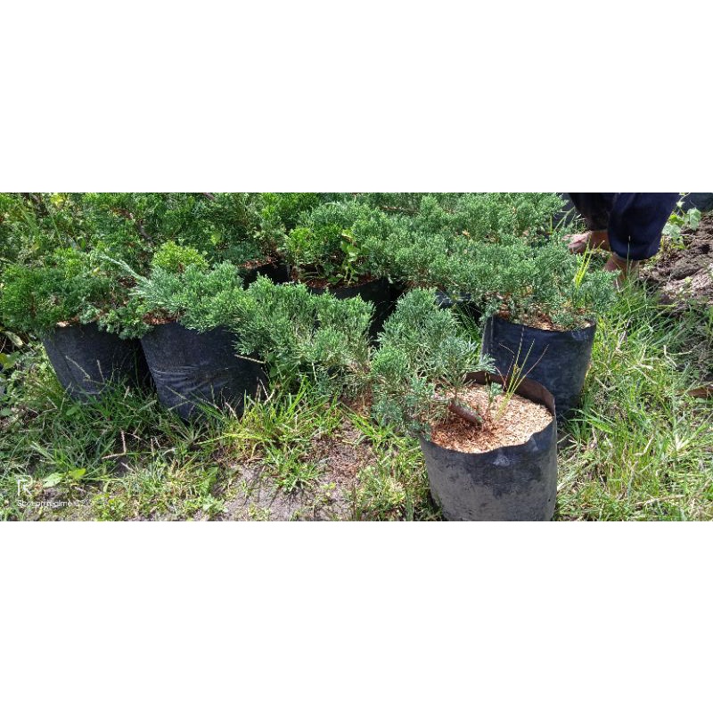 bahan bobsai cemara blue sinensis jenis sinensis biru original