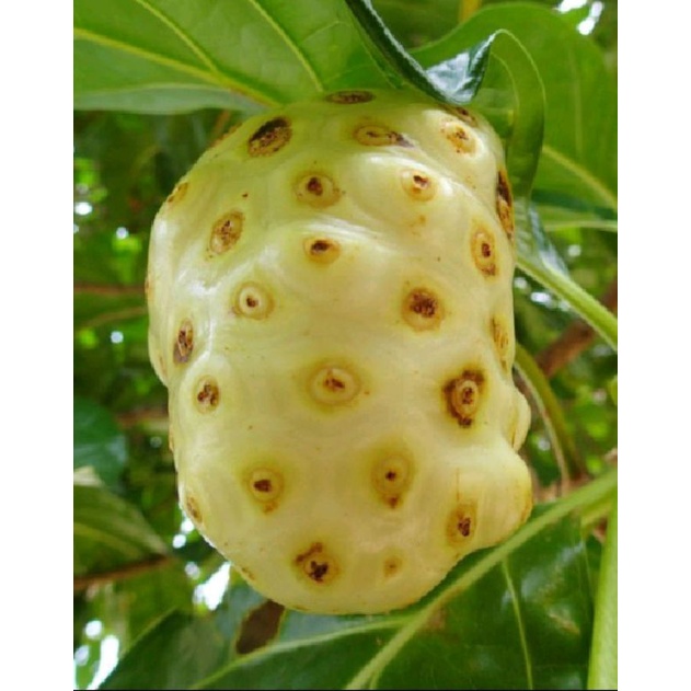 

buah mengkudu