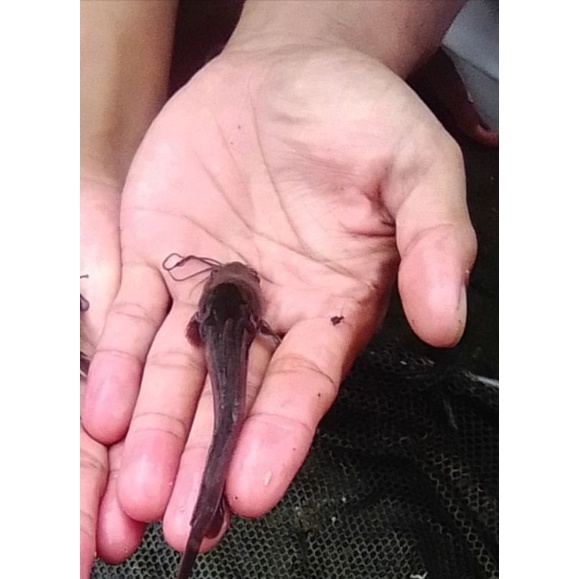 paket bibit ikan lele sangkuriang isi 50 ekor ukuran 10-11cm
