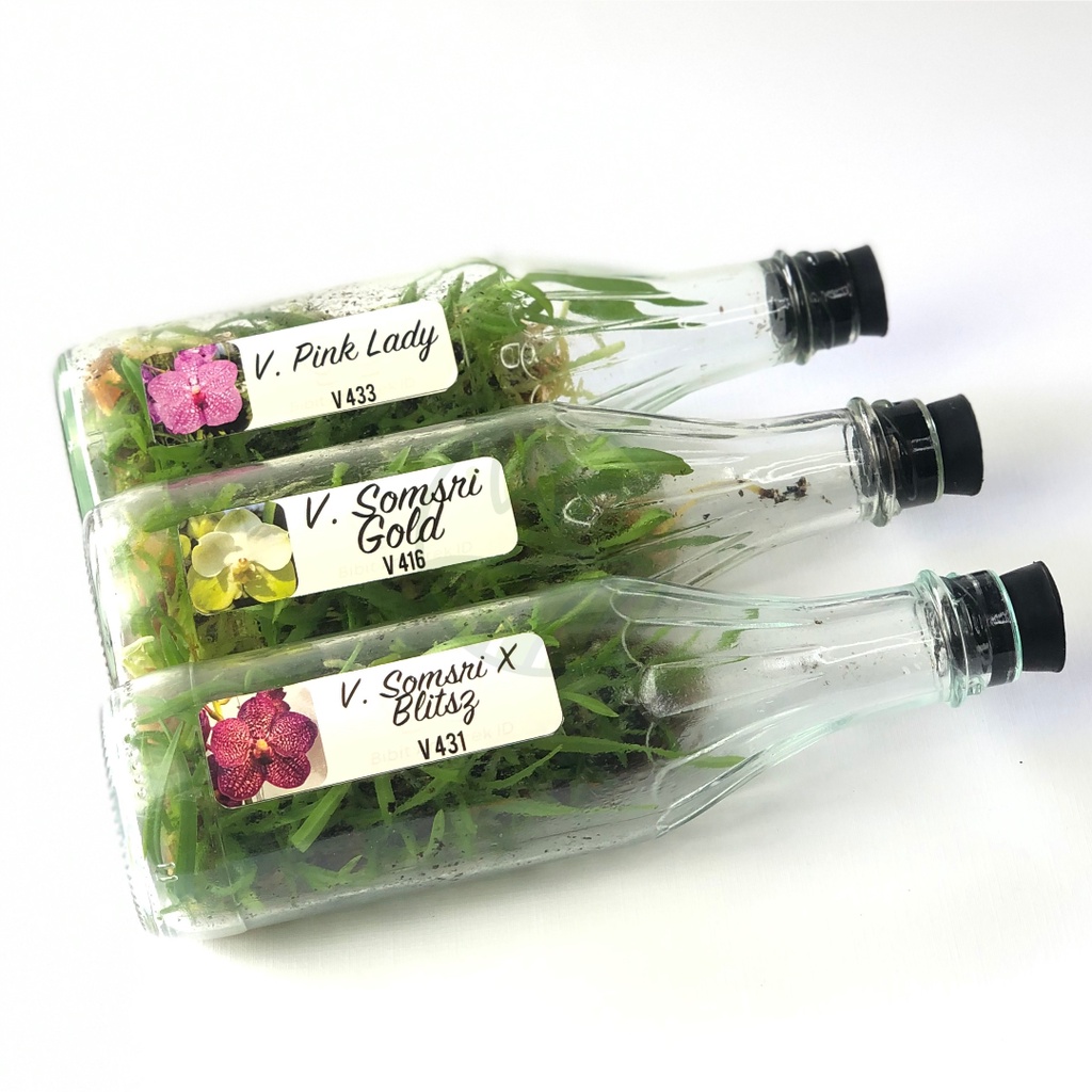 Benih Bibit Anggrek Vanda Botolan Isi 28-32 Plant Umur 14-17 Bulan