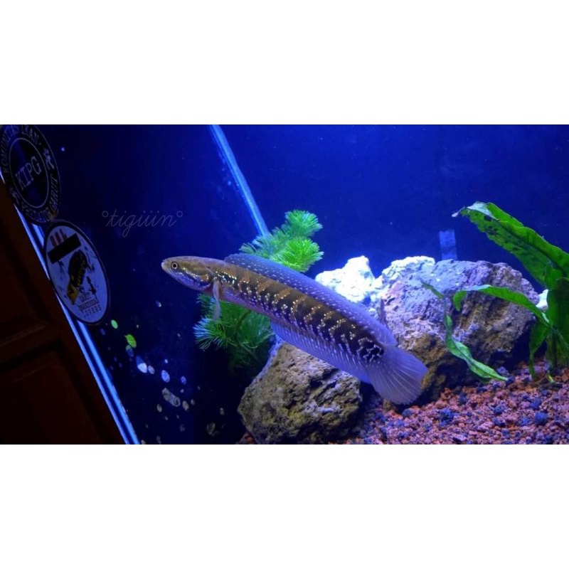 BANYAK BONUS ASIATIKA RS WS uk 3-6 cm