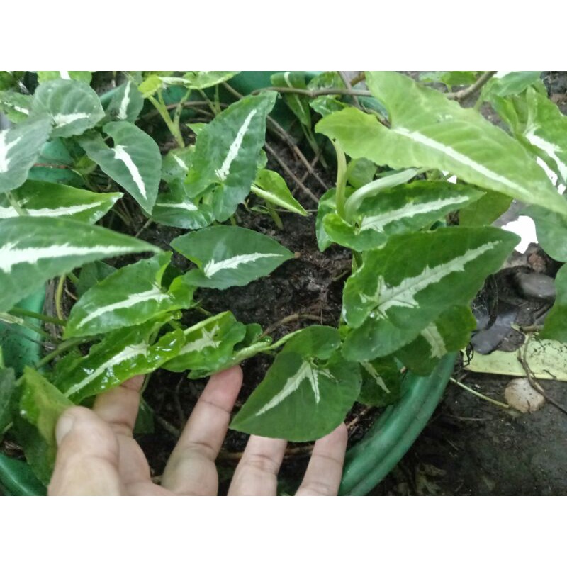 Syngonium wendlandi syngonium mini