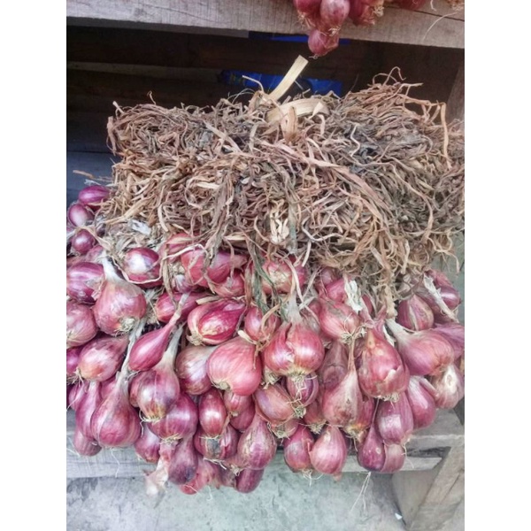 

BAWANG MERAH BREBES ASLI