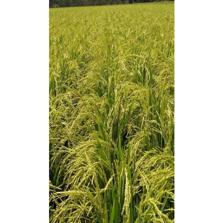 BENIH PADI INPARI DIGDAYA