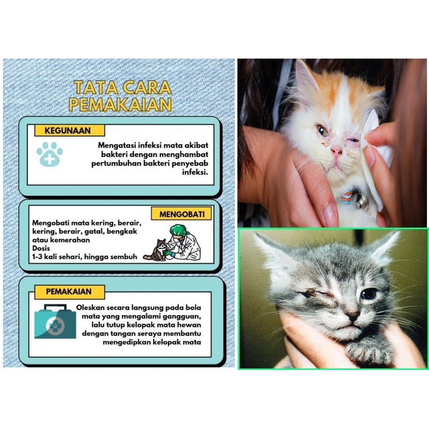 Salep The Cat Obat Mata Kucing Clamidia Salep Mata Kucing Ampuh Kitten dan Adult