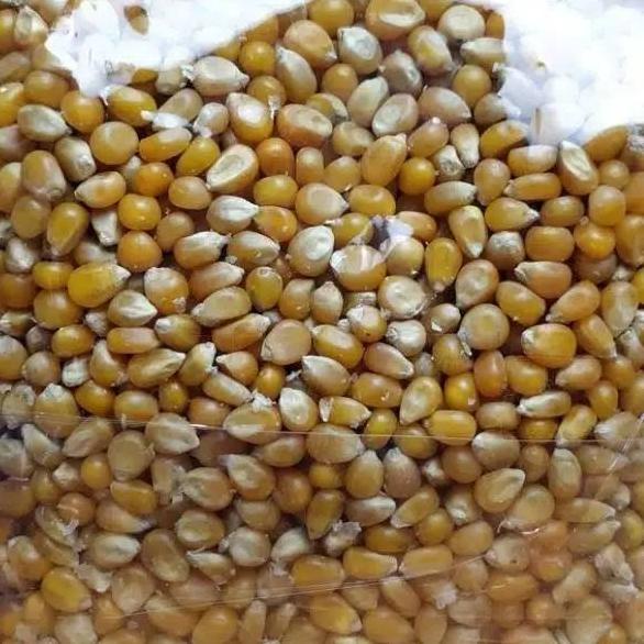 

COD Jagung Popcorn King Pop 1 kg buruan