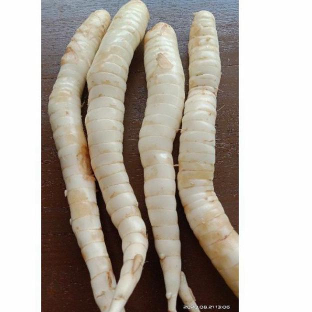 

Ready Stok Umbi Garut segar / umbi garut fresh 1kg grosir