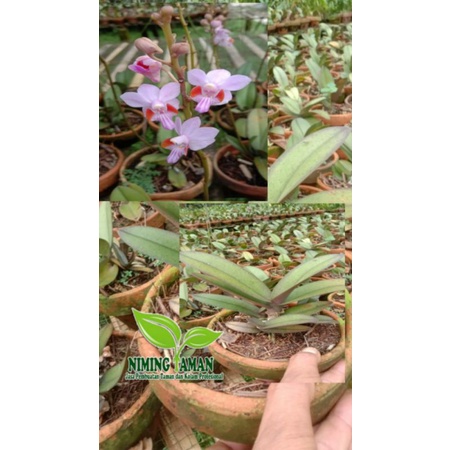 Anggrek Doritis Fulcherima x soniana+pot dewasa-spike realpick Niming tanamanhias