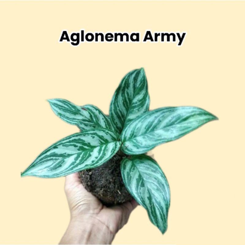 Tanaman Hias Aglonema Sri rejeki army / blanceng Sri rejeki/ tanaman Hias termurah