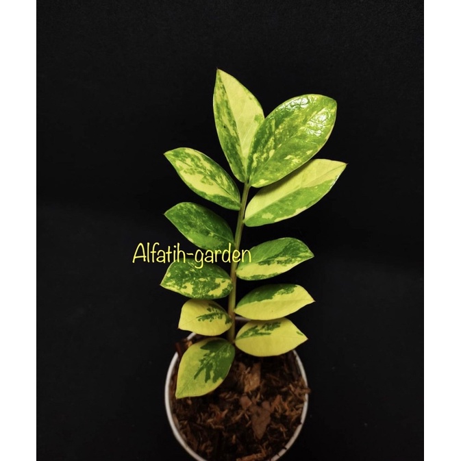 Zamia kulkas varigata/varigate