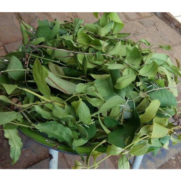 

ART7d7Cr--Daun Benalu Jeruk Nipis 250gram