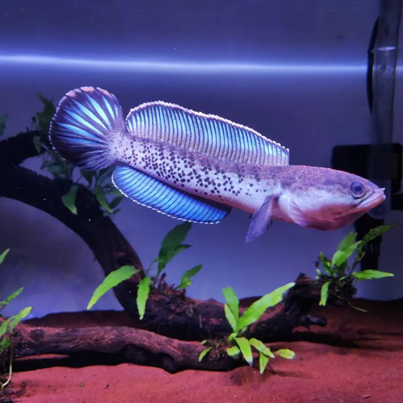 ikan channa Stewarti size 15cm grade super AAA++ full dot / rim merah karbialong / arunachal stewart