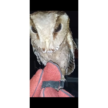 BURUNG HANTU ORIENTAL BAY OWL (OBAY)
