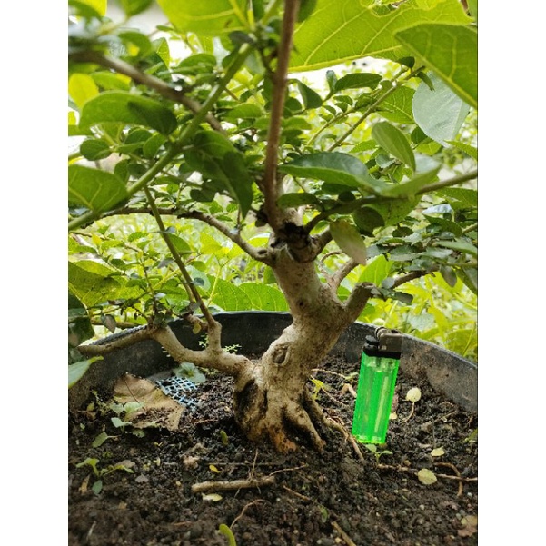 Bonsai Sancang Prospek Small