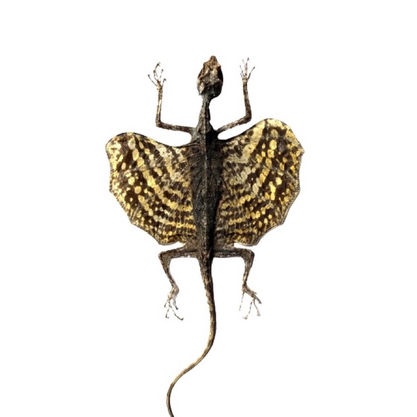 awetan cicak terbang/cekiber