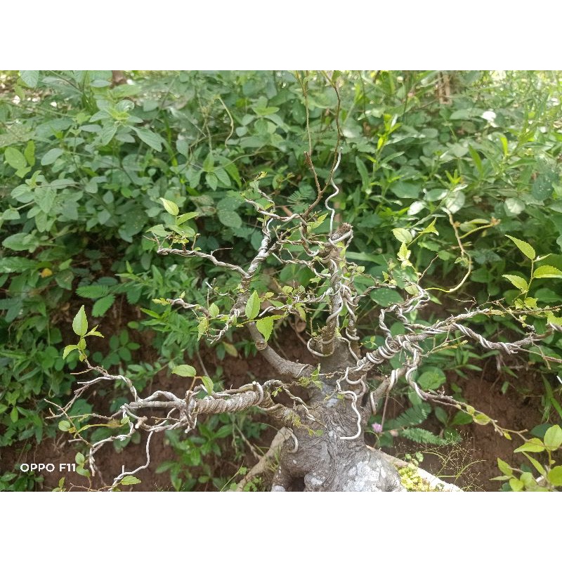 bonsai loa ampelas halus