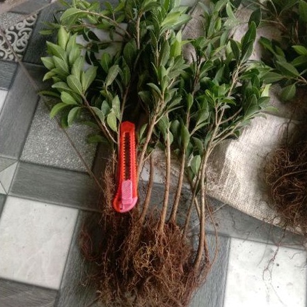 (BISA COD) BIBIT BONSAI FICUS ELEGAN 35-45cm